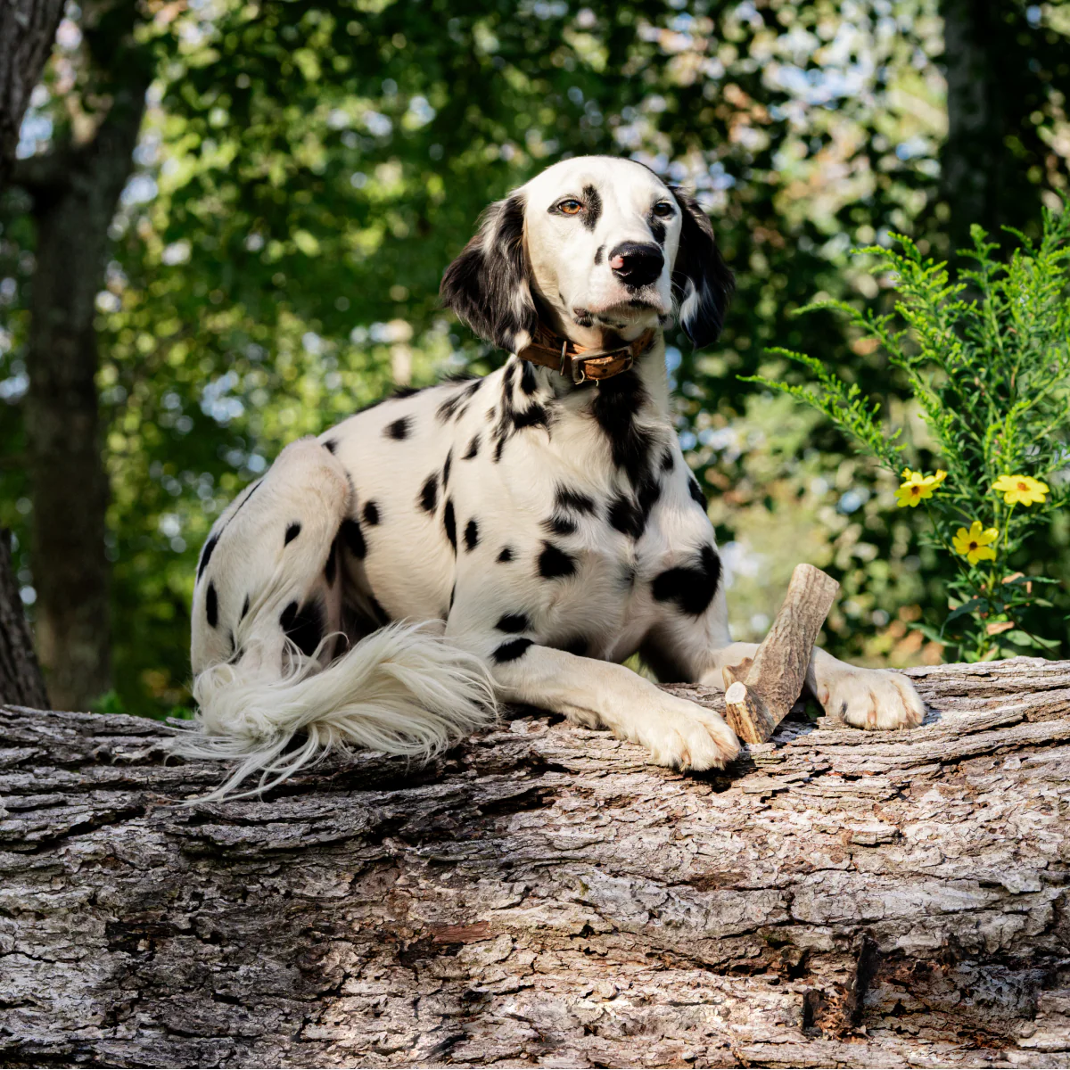 Dog enjoying antler
