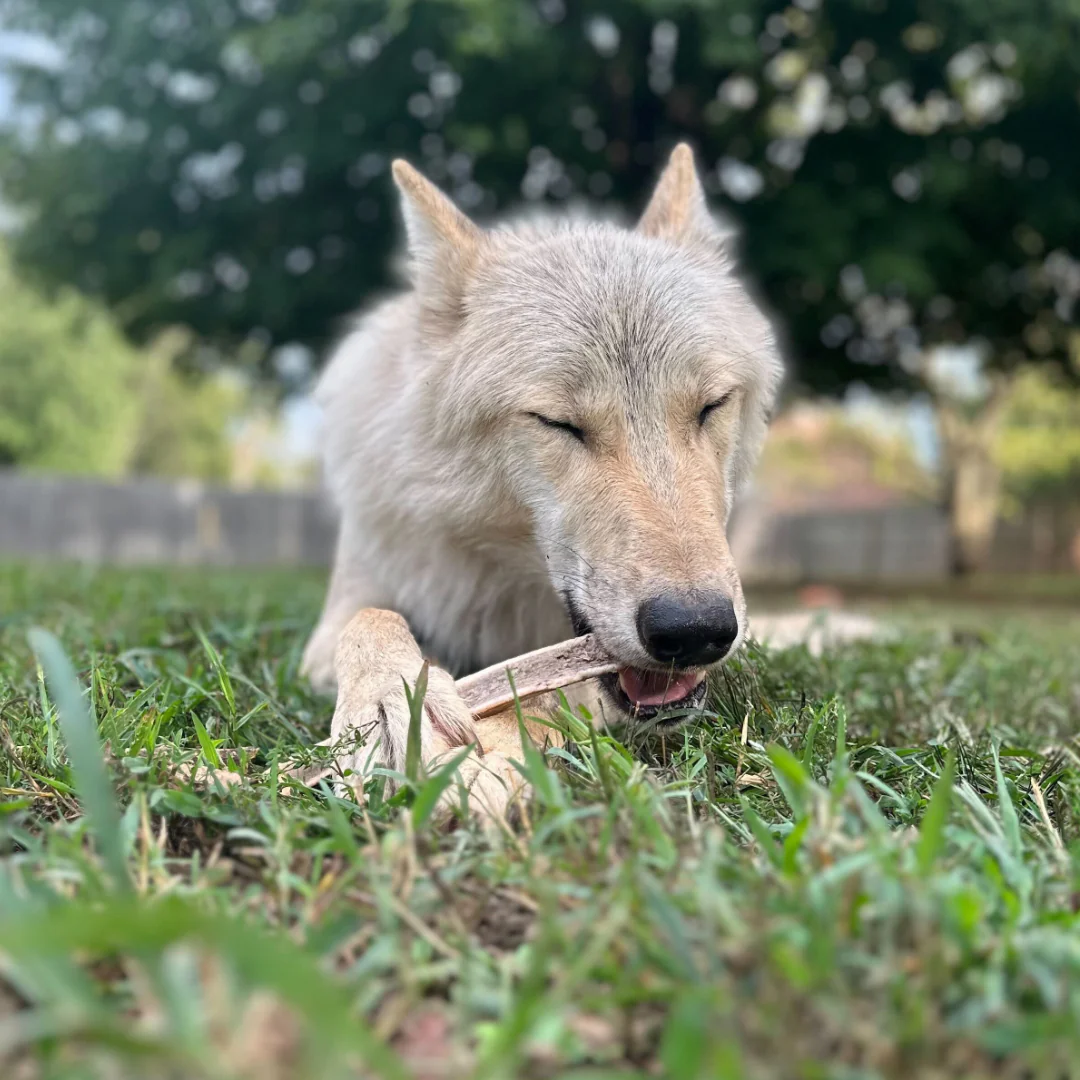 Senior dog with antler